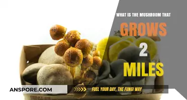 The Astonishing Two-Mile Mushroom: Nature's Gigantic Fungal Wonder