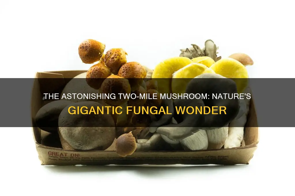 what is the mushroom that grows 2 miles