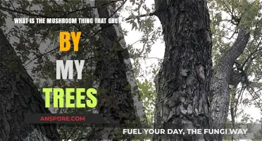 Identifying the Mysterious Mushroom Growth Near Your Trees: A Guide