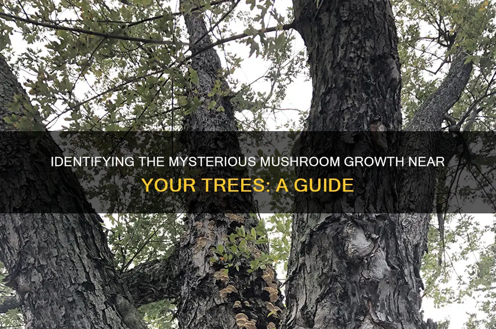 what is the mushroom thing that grows by my trees