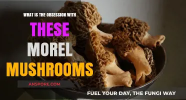 Morel Mushrooms: Unraveling the Fascination with Nature's Elusive Delicacy