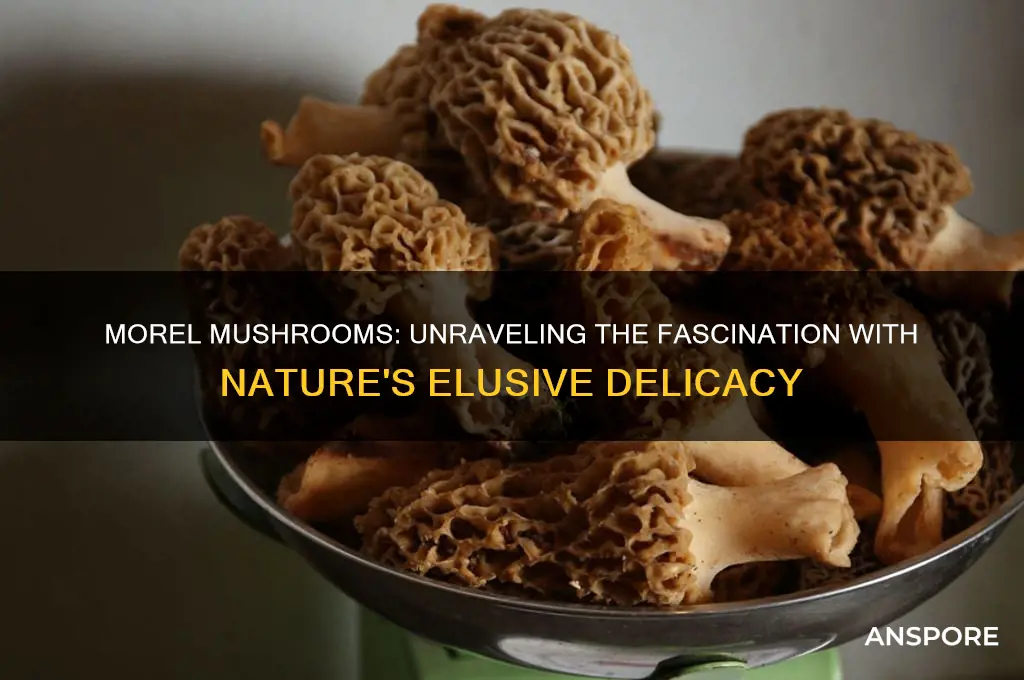 what is the obsession with these morel mushrooms
