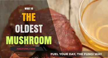 Ancient Mushroom Species: Uncovering the Earliest Fungal Life