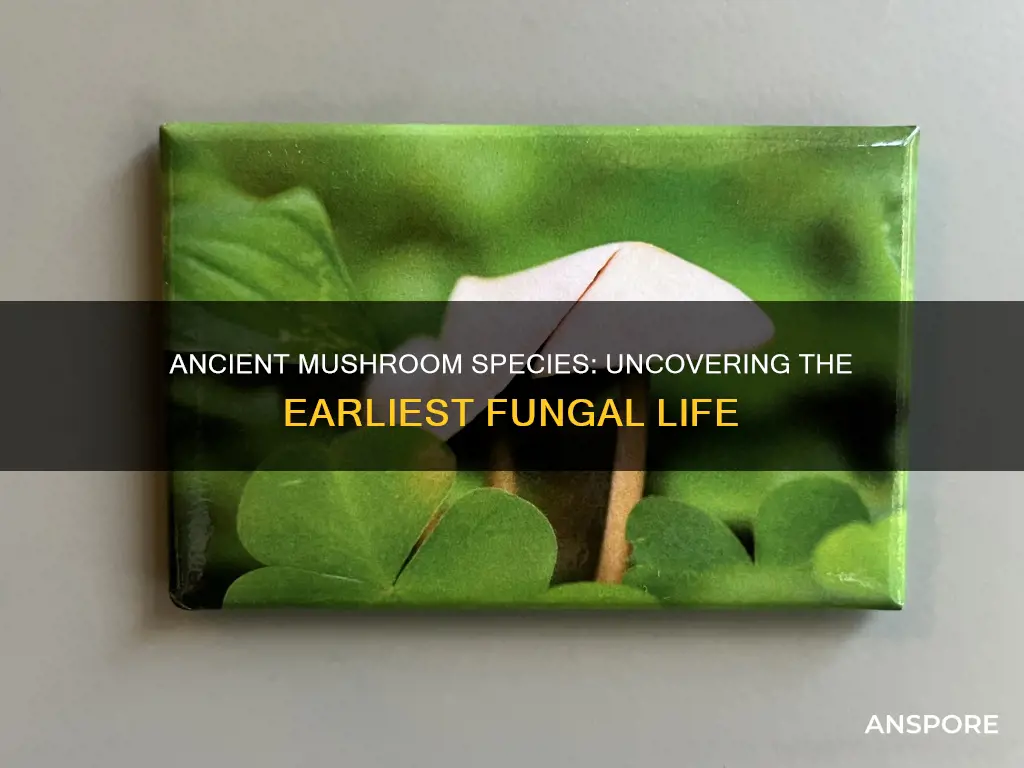 what is the oldest mushroom