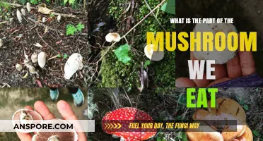 Exploring the Edible Mushroom: What Part Do We Actually Eat?