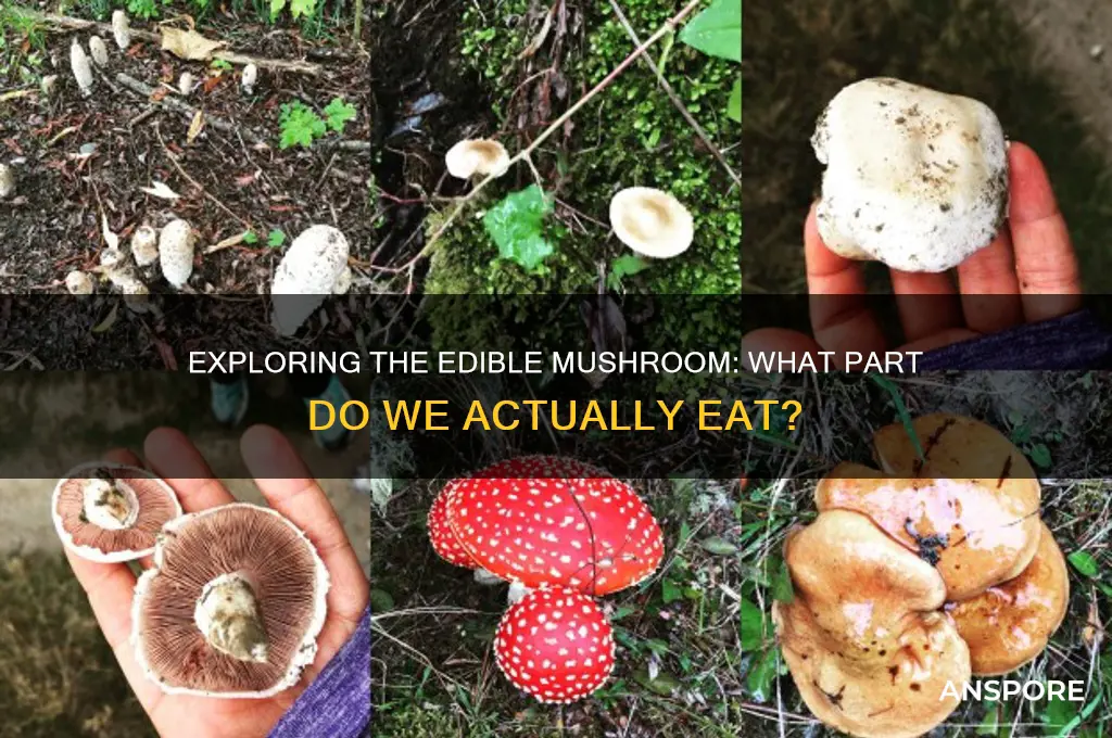what is the part of the mushroom we eat