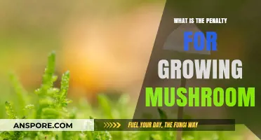 Legal Consequences of Cultivating Mushrooms: Understanding Penalties and Risks