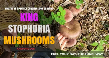 Optimal Conditions for Growing King Stropharia Mushrooms at Home
