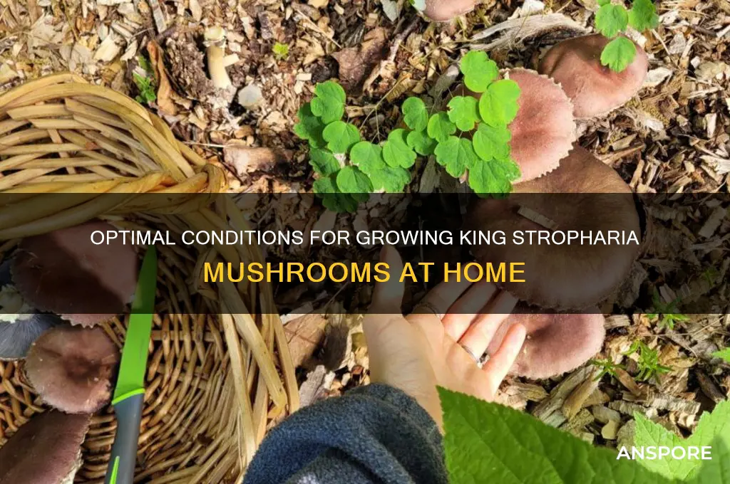 what is the perfect conditions for growing king stropharia mushrooms