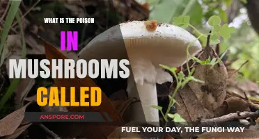 Unveiling the Deadly Toxins: What Poison is in Mushrooms Called?