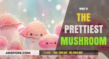 The Most Beautiful Mushroom Species Discovered