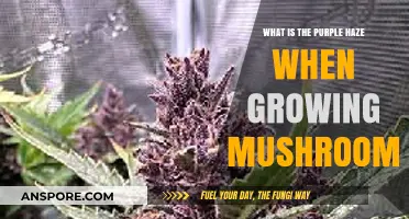 Understanding the Purple Haze Phenomenon in Mushroom Cultivation