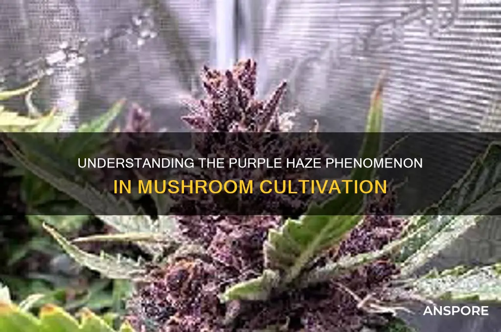 what is the purple haze when growing mushrooms