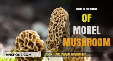 Exploring the Geographic Range of Morel Mushrooms: Where to Find Them