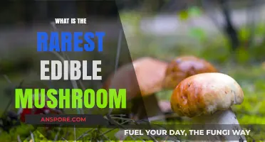 Unveiling the World's Rarest Edible Mushroom: A Culinary Treasure Hunt