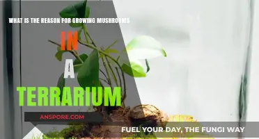 Why Grow Mushrooms in a Terrarium: Benefits and Techniques