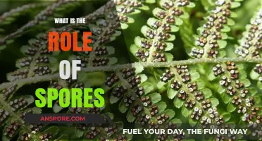 Understanding Spores: Their Vital Role in Survival and Reproduction