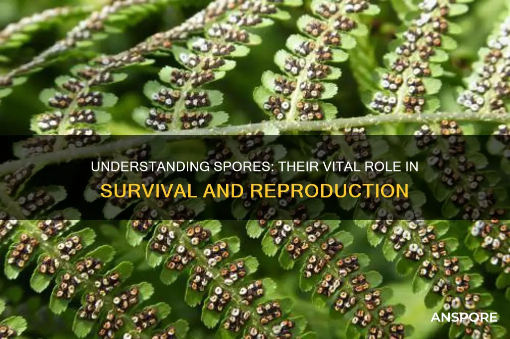 what is the role of spores