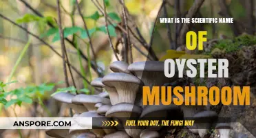 Unveiling the Scientific Name of Oyster Mushrooms: A Mycological Insight