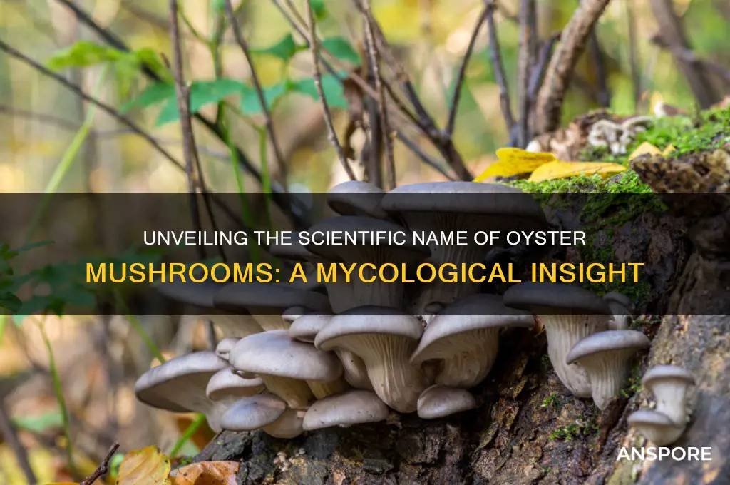 what is the scientific name of oyster mushroom
