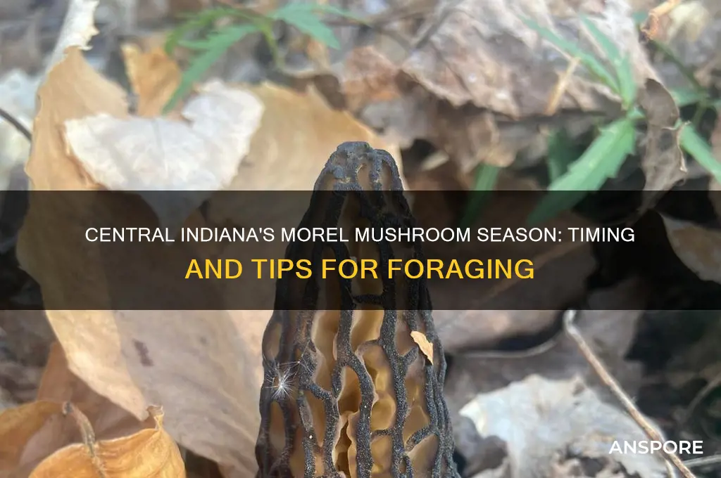 what is the season for morel mushrooms in central indiana