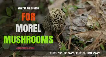 When to Hunt Morel Mushrooms: A Seasonal Guide for Foragers