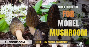 Optimal Soil Temperature for Morel Mushroom Growth: A Comprehensive Guide