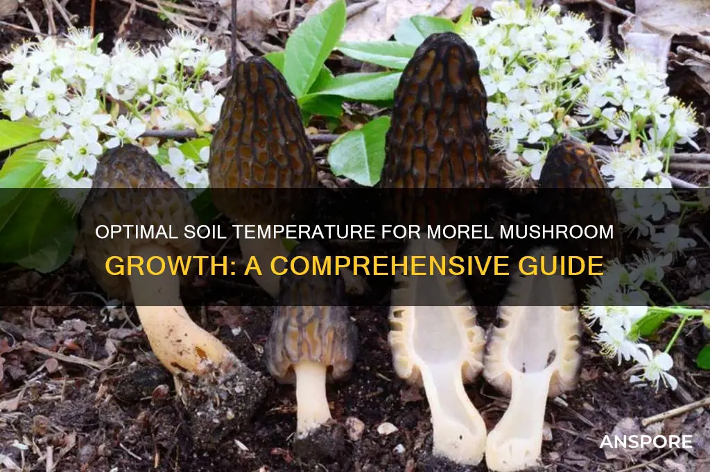 what is the soil temp for morel mushrooms