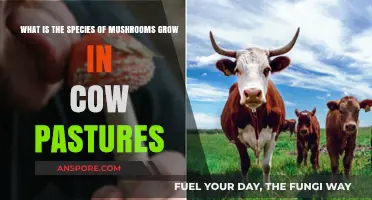 Cow Pasture Mushrooms: Identifying Species in Grazing Fields