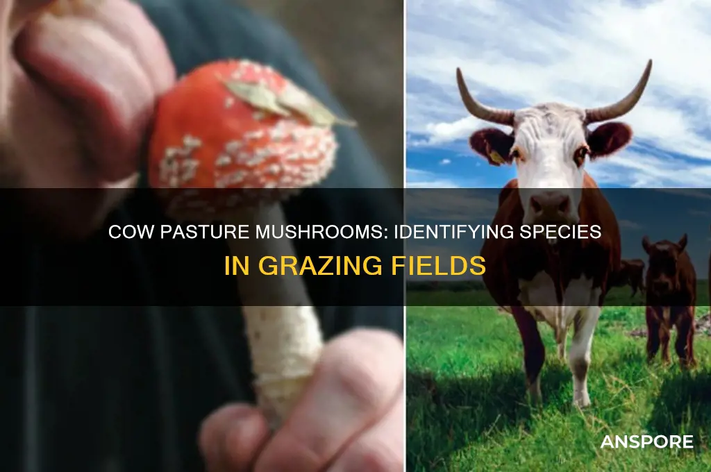 what is the species of mushrooms grow in cow pastures