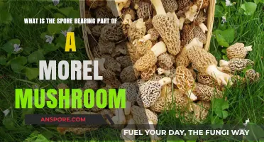 Understanding Morel Mushrooms: The Spore-Bearing Structure Explained