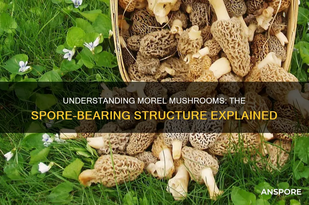 what is the spore bearing part of a morel mushroom