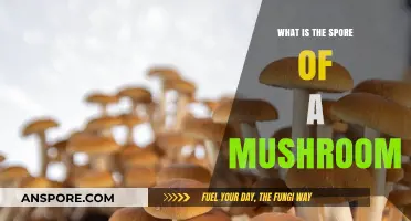 Understanding Mushroom Spores: Nature's Tiny Seeds of Fungal Life