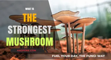 Mushroom Power: Strongest Varieties and Their Benefits