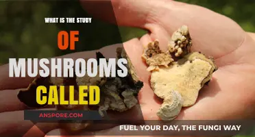 Exploring Mycology: The Fascinating Study of Mushrooms and Fungi