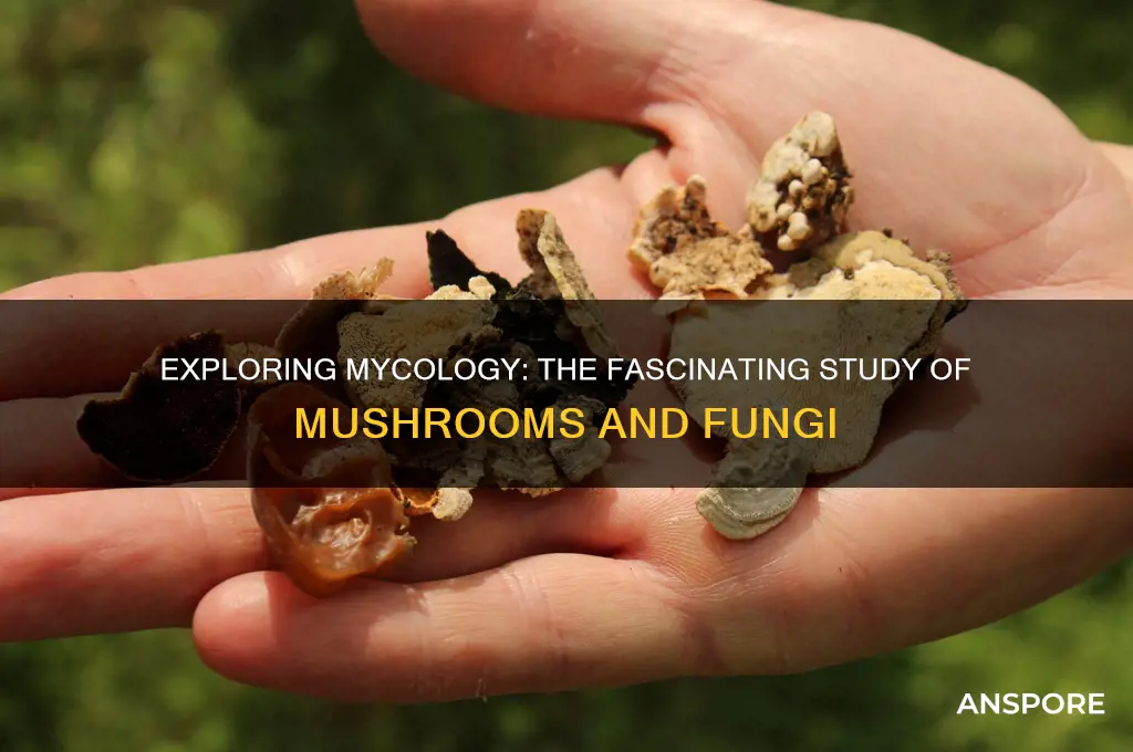 what is the study of mushrooms called