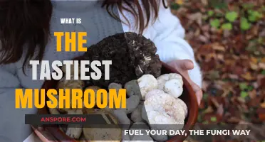 Mushroom Delicacy: Which is the Tastiest?