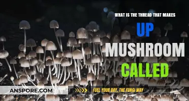 Unveiling the Microscopic Thread: Understanding Mushroom Mycelium Structure