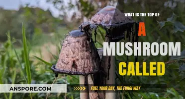 Understanding Mushroom Anatomy: What's the Top of a Mushroom Called?
