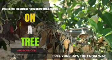 Treating Tree Fungi: Effective Methods to Remove Mushrooms Safely