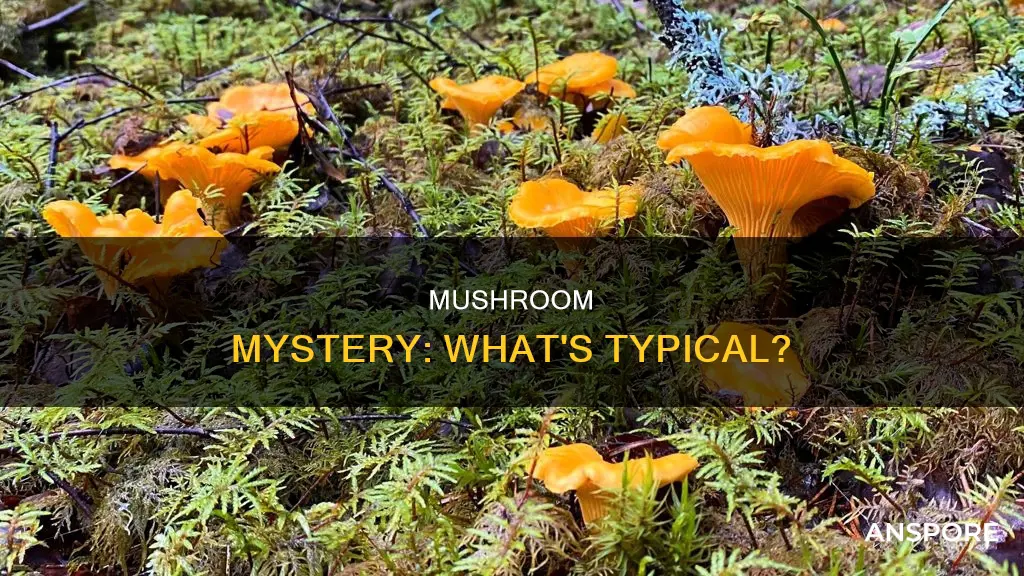 what is the typical mushroom