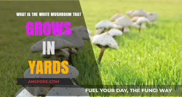 Identifying the Common White Mushroom Growing in Your Yard: A Guide