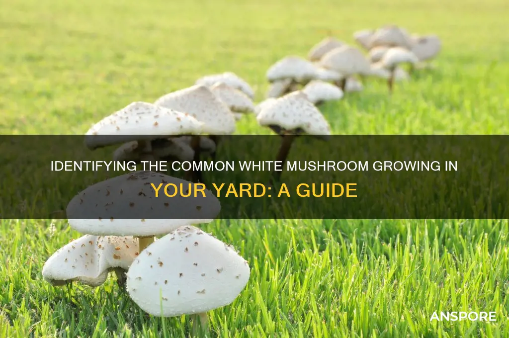 what is the white mushroom that grows in yards