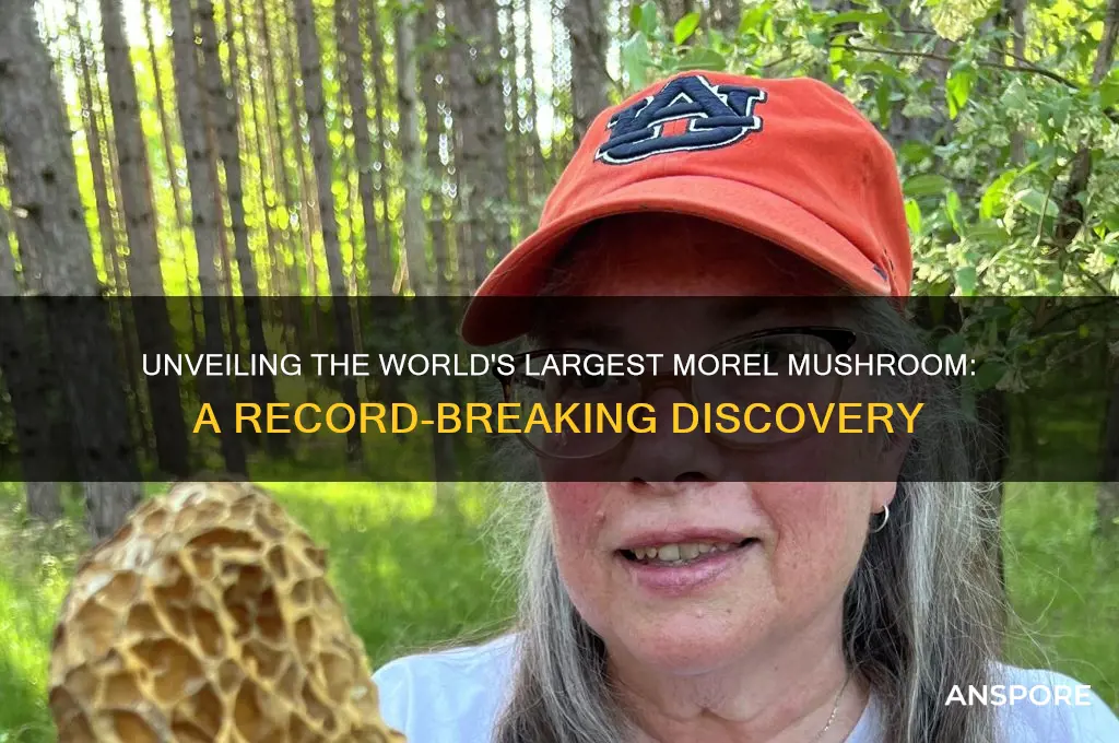 what is the world record morel mushroom
