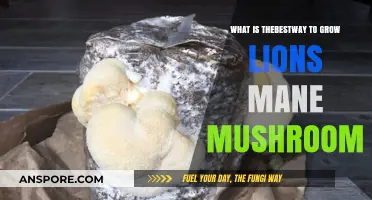 Mastering Lion's Mane Mushroom Cultivation: Optimal Techniques for Abundant Growth