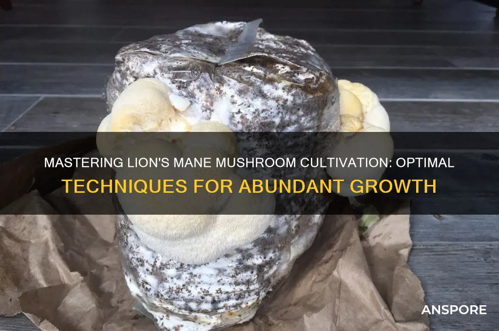 what is thebestway to grow lions mane mushroom