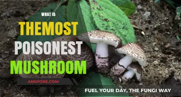 Deadly Mushrooms: Identifying the Most Poisonous Varieties