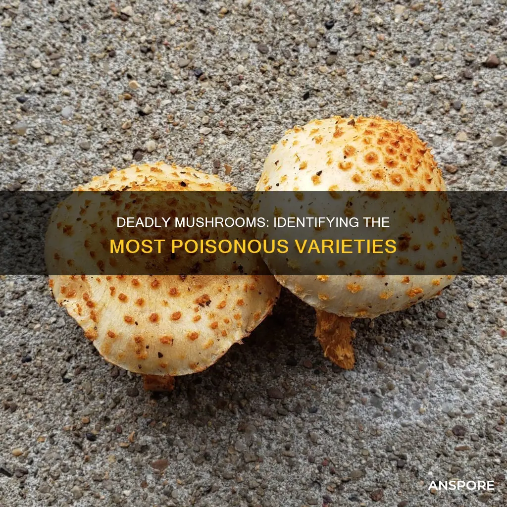 what is themost poisonest mushroom