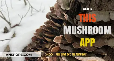 Mushroom ID: Your Ultimate Guide to Fungi