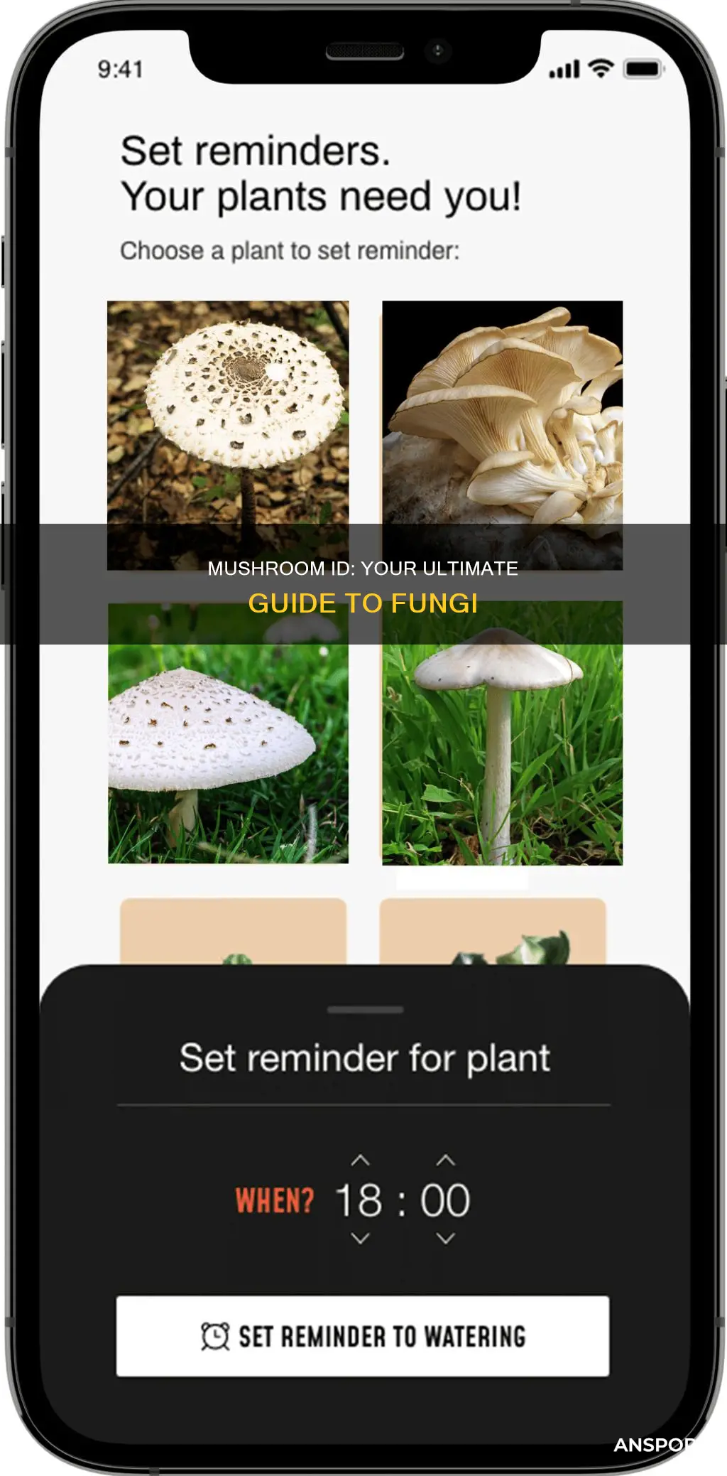 what is this mushroom app